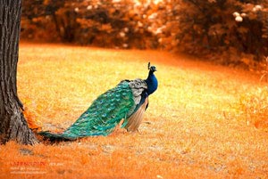 利物浦客场憾负诺里奇城，球员表示不服输态度鲜明